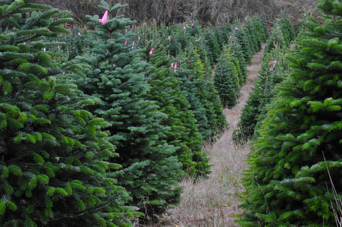 Tree Farms Near Our Cabin Rentals in Virginia | Cabin Creekwood